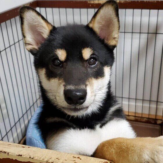 室内犬のケージ飼いのコツ 留守番のときは 入らないときは お悩みqa いぬのきもちweb Magazine